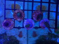 IMG_8209.jpg
