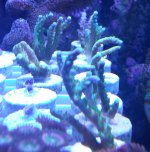tri color frags.jpg