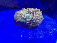 IMG_7768.jpg