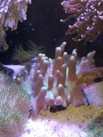 CORAL1.jpg