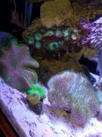 CORAL2.jpg