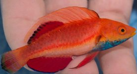 sailfin wrasse.jpg