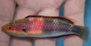 katherine wrasse.jpg