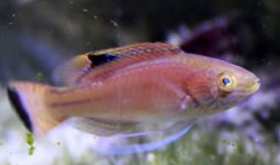 pylei wrasse.jpg