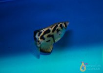 IMG_8978.jpg