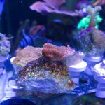 IMG_0247.jpg