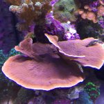 IMG_0252.jpg