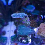 IMG_0248.jpg