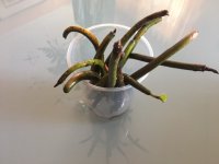 Mangrove 3.JPG