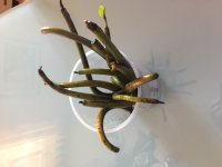Mangrove 4.JPG