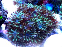 Blue_Sympodium_Coral.jpg
