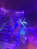 sps frags.jpg