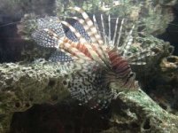 lionfish.jpg