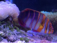 IMG_0375.JPG