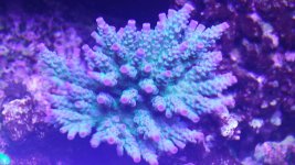 blue tenius.jpg