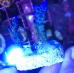 baby blue tenius2.jpg