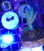 baby blue tenius.jpg