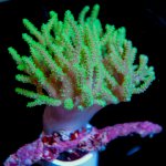 Green-Sinularia-100.jpg