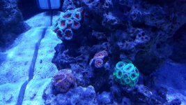 Acans.jpg Acans.jpg