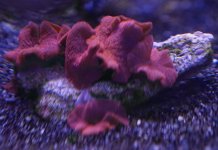 red_mushroom.jpg