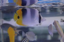 IMG_0078.jpg