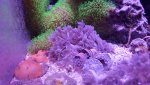 red sea pulsing xenia and neon green star polyp for sale.jpg