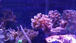 coral for sale 1.jpg