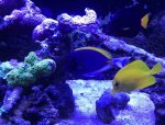 ImageUploadedByReefs2017-06-13 15:16:08 EDT.jpg