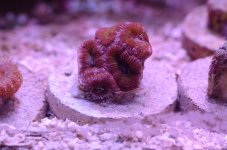 DSC_8891a.jpg