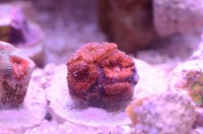 DSC_8893a.jpg