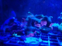 Yellow Porites.jpg