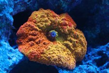 IMG_0193.JPG