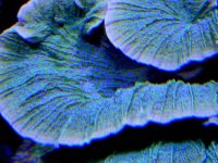 blue_polyped_cap_closeup.jpg