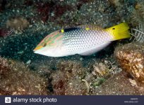 a-sub-adult-or-intermediate-stage-checkerboard-wrasse-halichoeres-D6AN7D.jpg