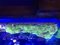 IMG_1201.jpg