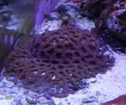 War Coral.jpg