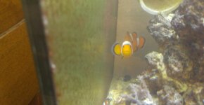 clownfish.jpg
