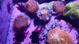 IMG_20171205_180028.jpg