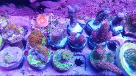 IMG_20171205_175709.jpg