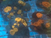 IMG_0342.jpg