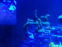 Yellow Porites.jpg