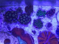 zoas top down.jpg