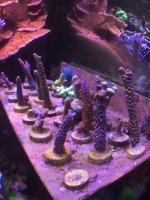 frags.jpg