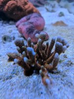 IMG_20170820_115932.jpg