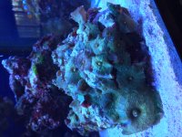 IMG_7394.JPG