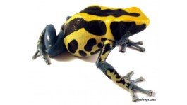dart frog.jpg