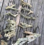 ImageUploadedByReefs2017-09-12 17:54:08 EDT.jpg