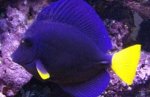 Purple-Tang.jpg