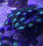 zoa 2.jpg