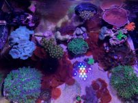 Nano Tank.jpg